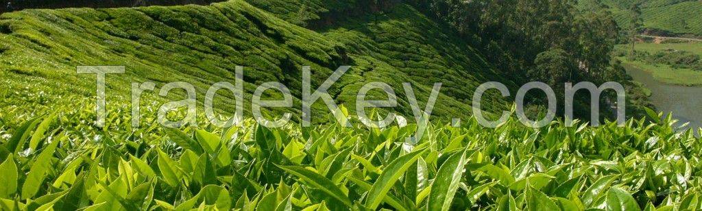 Nepal Tea, Green Tea, Oolong Tea, Black Tea, White Tea, CTC Tea, Organic Tea, Orthodox Tea