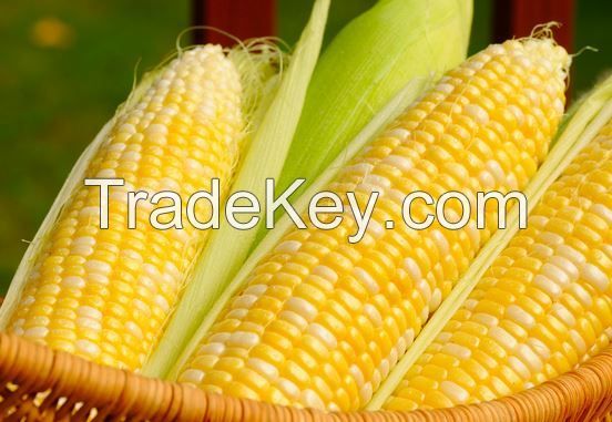 Yellow Corn