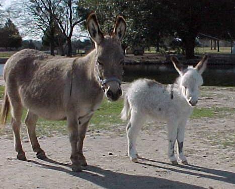 donkeys livestock
