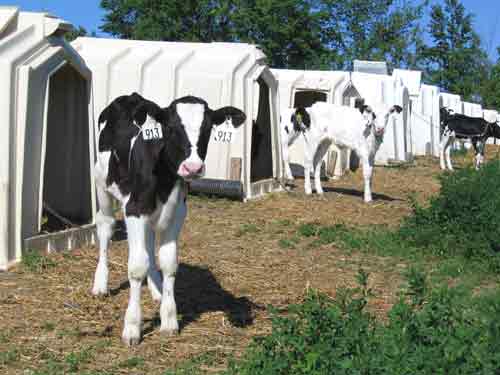 Calves Livestock