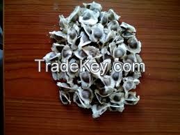 Moringa seeds