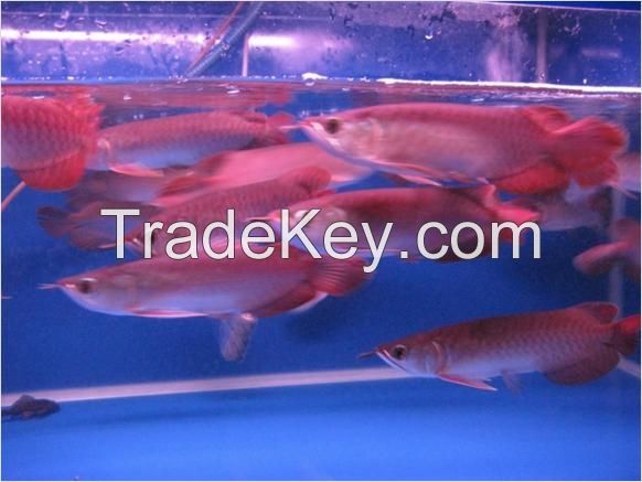 24 K Golden Arowana Fish / Super Red Arowana Fish / Chili Red Arowana