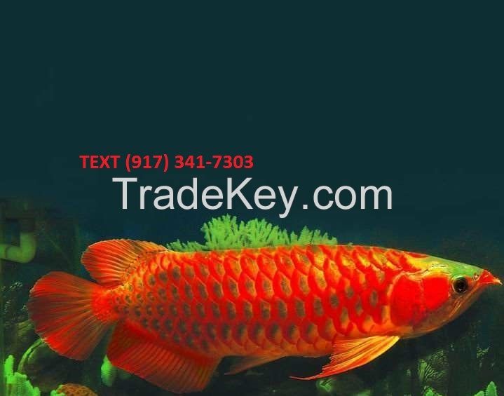 24 K Golden Arowana Fish / Super Red Arowana Fish / Chili Red Arowana