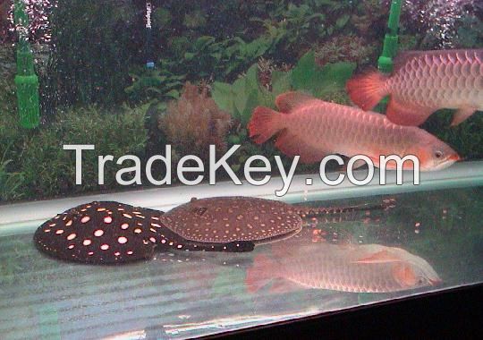Asian Red and Super Red Arowana Fish /Black Diamond Stingray Fish 