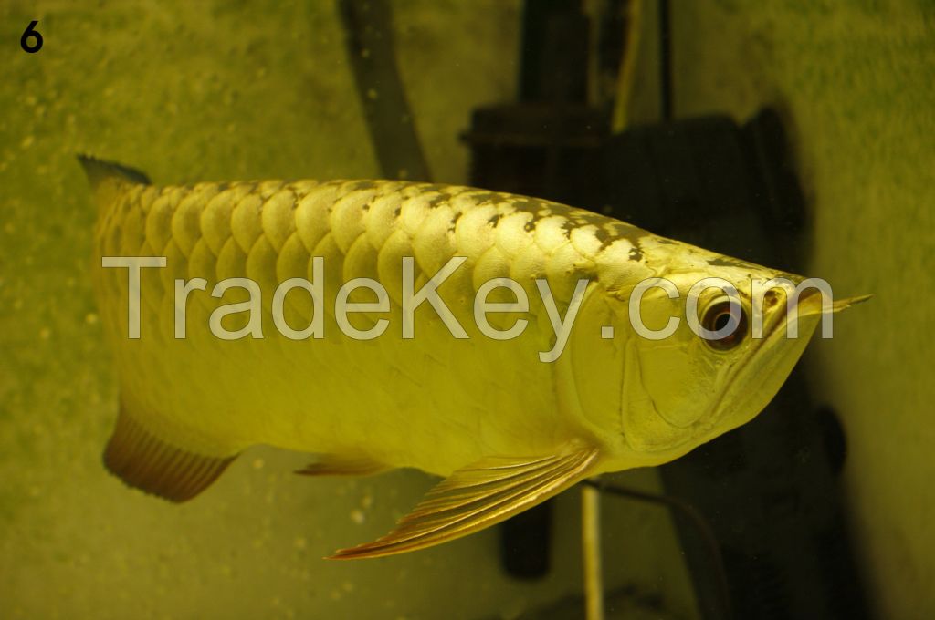 Asian Red and Super Red Arowana Fish /Black Diamond Stingray Fish 