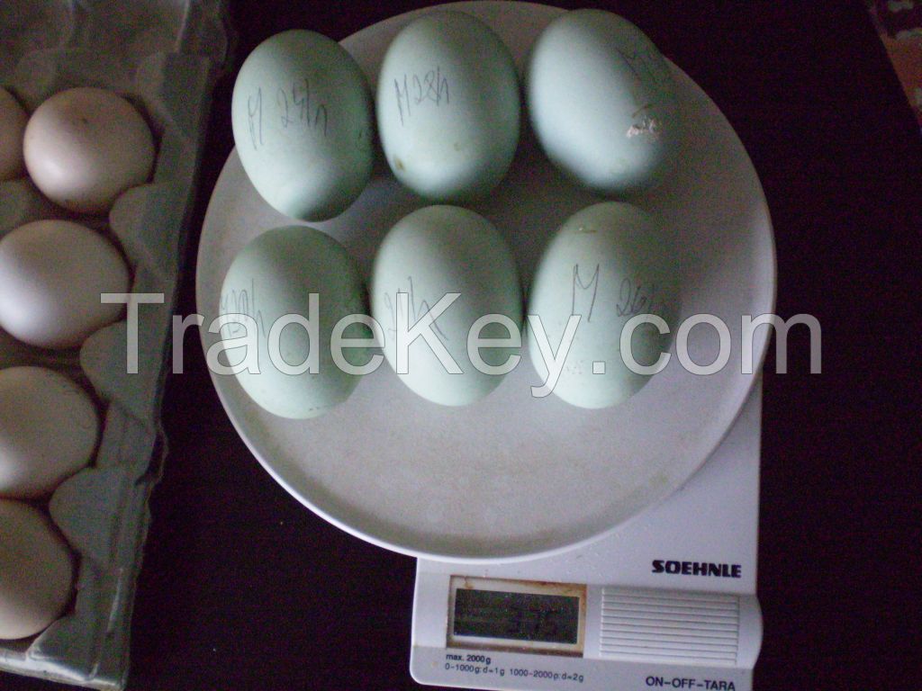 Fertile Hatching Parrot Eggs