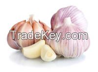 Fresh Normal Garlic (10kg/Mesh Bag)