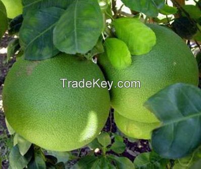 Green Skin Pomelo