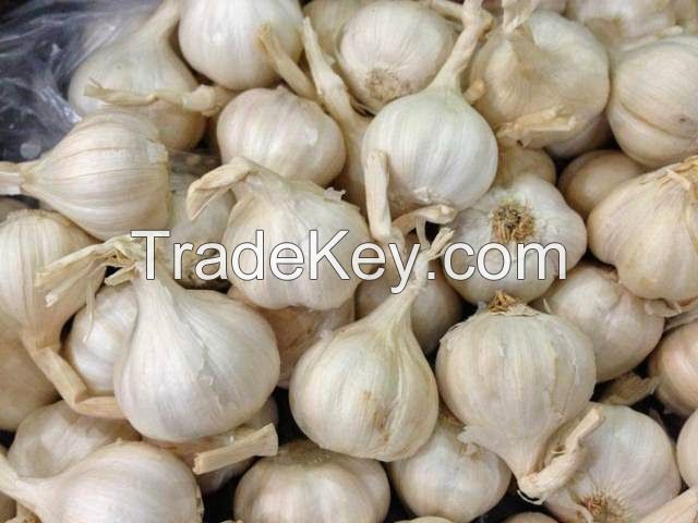 Normal Garlic