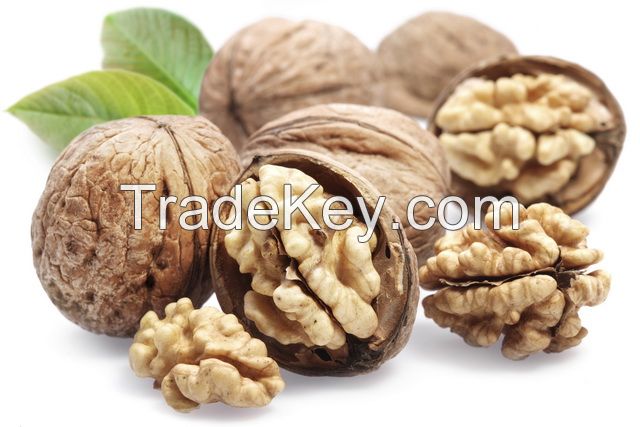 walnut in shell