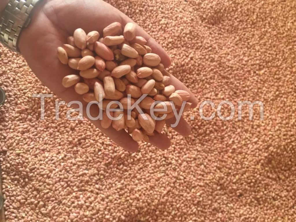 2015 NEW CROP CHINESE  PEANUT KERNELS ALL SIZES