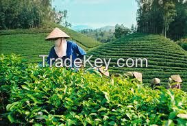 Economical Price Black Tea Dust_100% Vietnam Origin