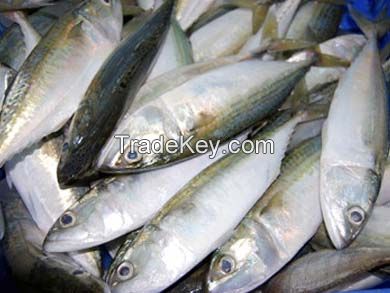 Frozen Mackerel Fish