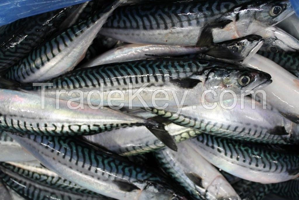 Frozen Mackerel Fish