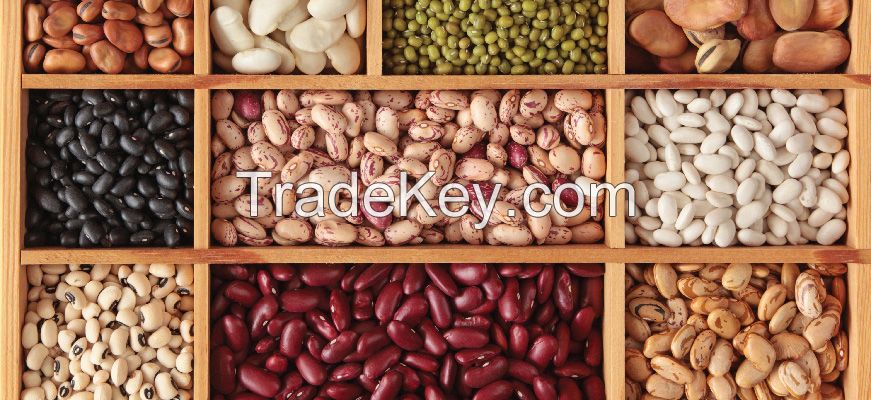 Dried Beans / Light Red Speckled Kidney Bean
