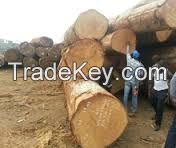 Quality timber logs and sawn woods