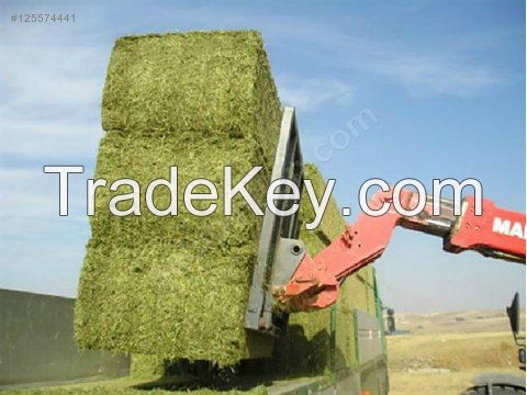 alfalfa hay from turkey