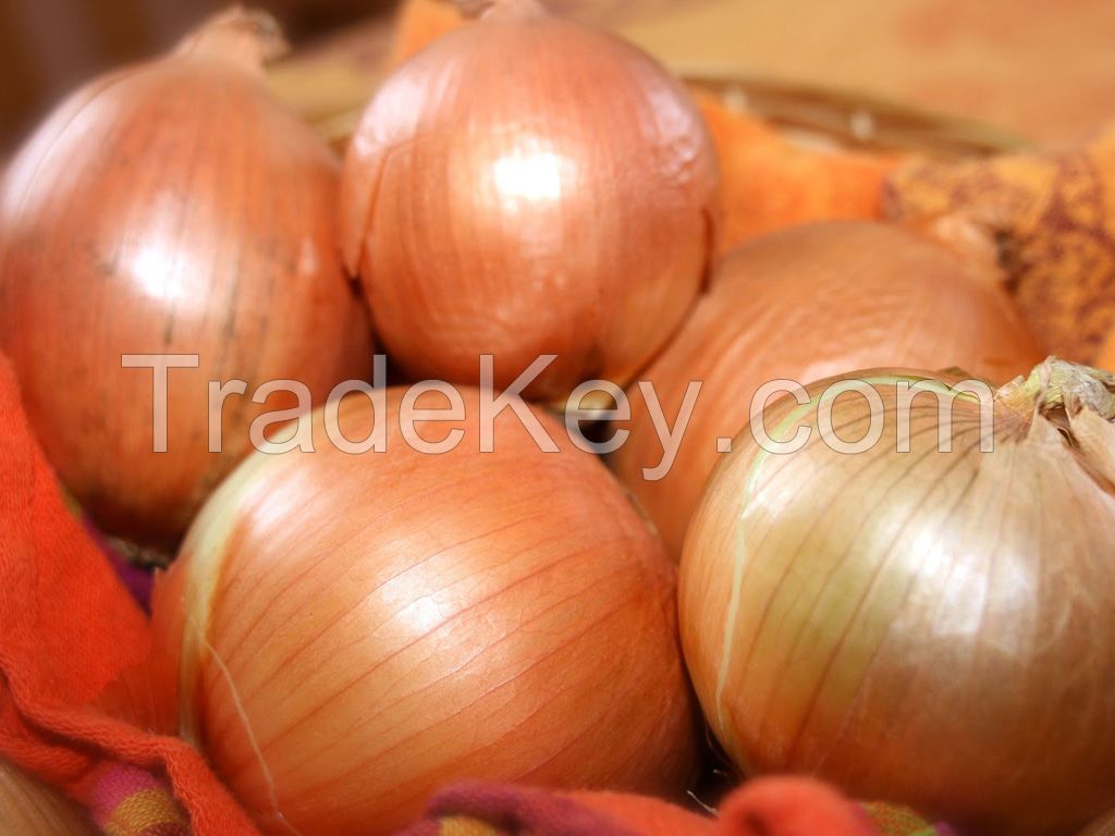 onion seeds from turkey