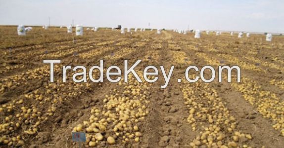 potatoes from turkey