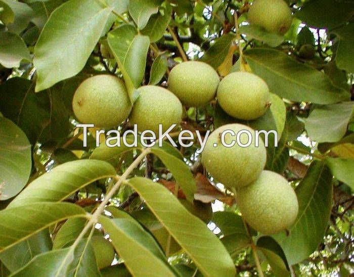 walnuts from turkey