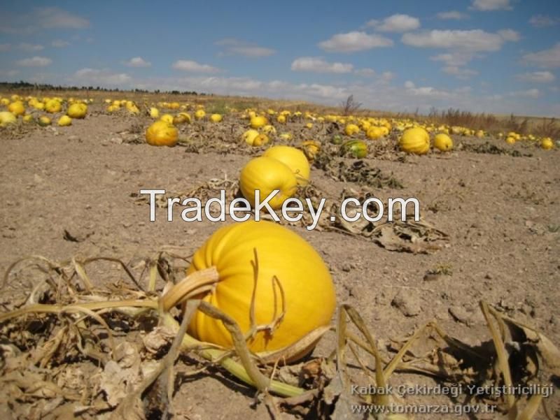 pumpkin kernels from turkey