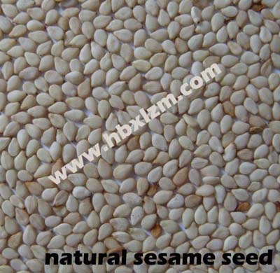 ethiopian sesame seed