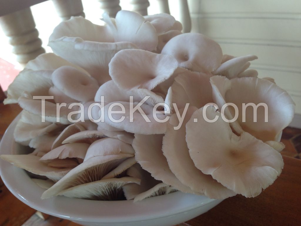 White Oyster Mushroom