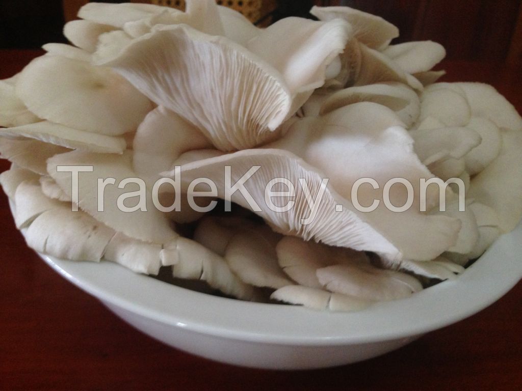 White Oyster Mushroom