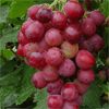 Grape Seed extract powder