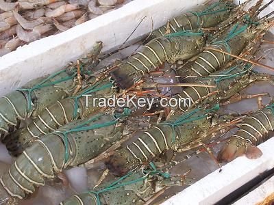 mud crab , fresh lobster , shrimp , grouper fish