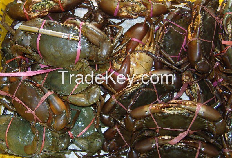 mud crab , fresh lobster , shrimp , grouper fish
