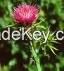 Milk Thistle Extract