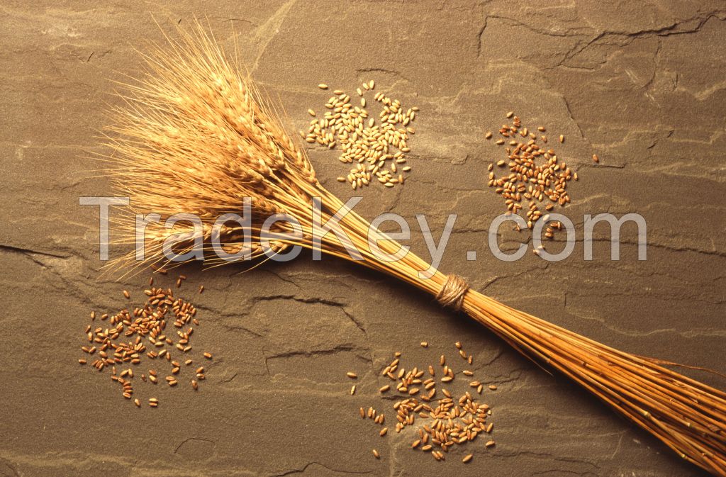 Wheat, Ukrainian crop, 2015