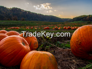 Harmony pumpkin jam