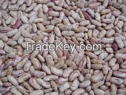 WHITE,RED,GREEN MUNG BEANS AND WHITE SPECKLED KIDNEY BEANS FOR SALE