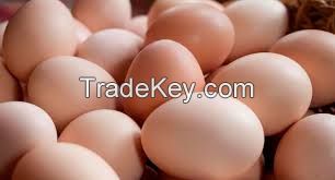 Farm Fresh Chicken/Table Eggs