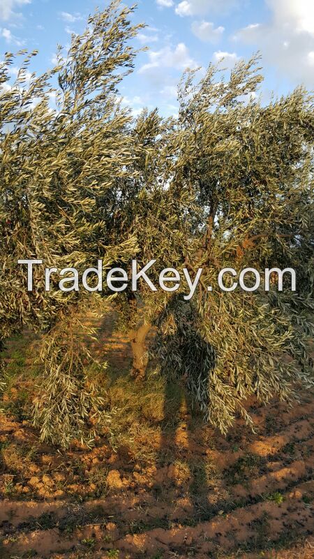 olive oil Extra Virgin Organic Familial