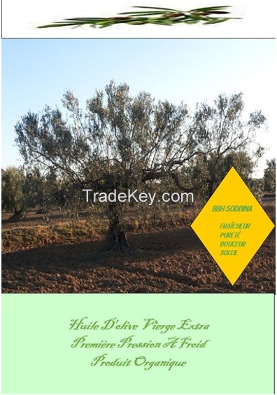 Olive Oil 2018 harvest