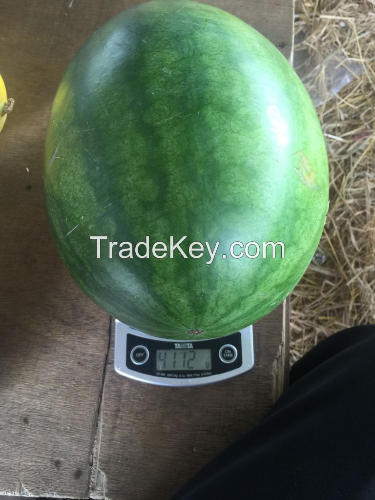 Indonesia Fresh Water Melon