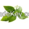 Basil oil