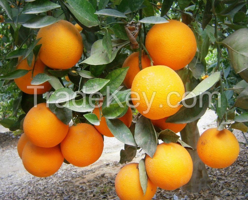 Fresh Valencia Oranges