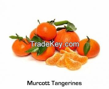 Tangerine Murcott Variety