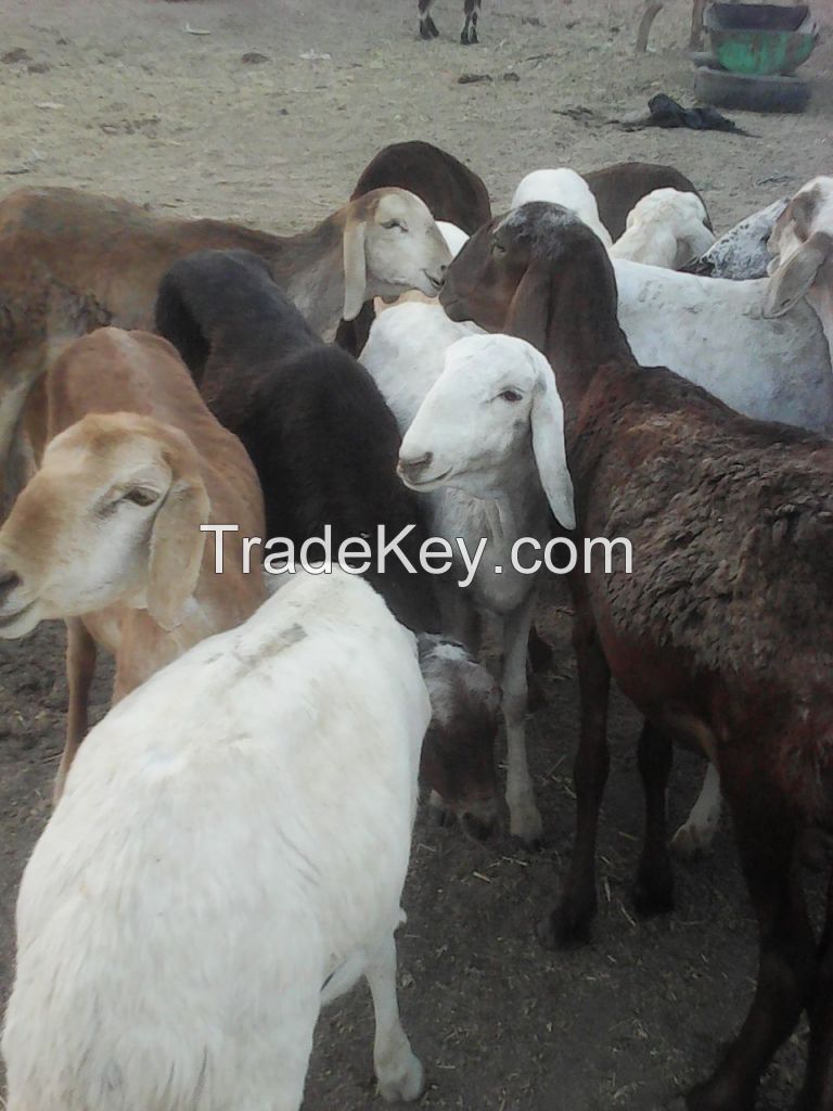 sheep and goat for sale