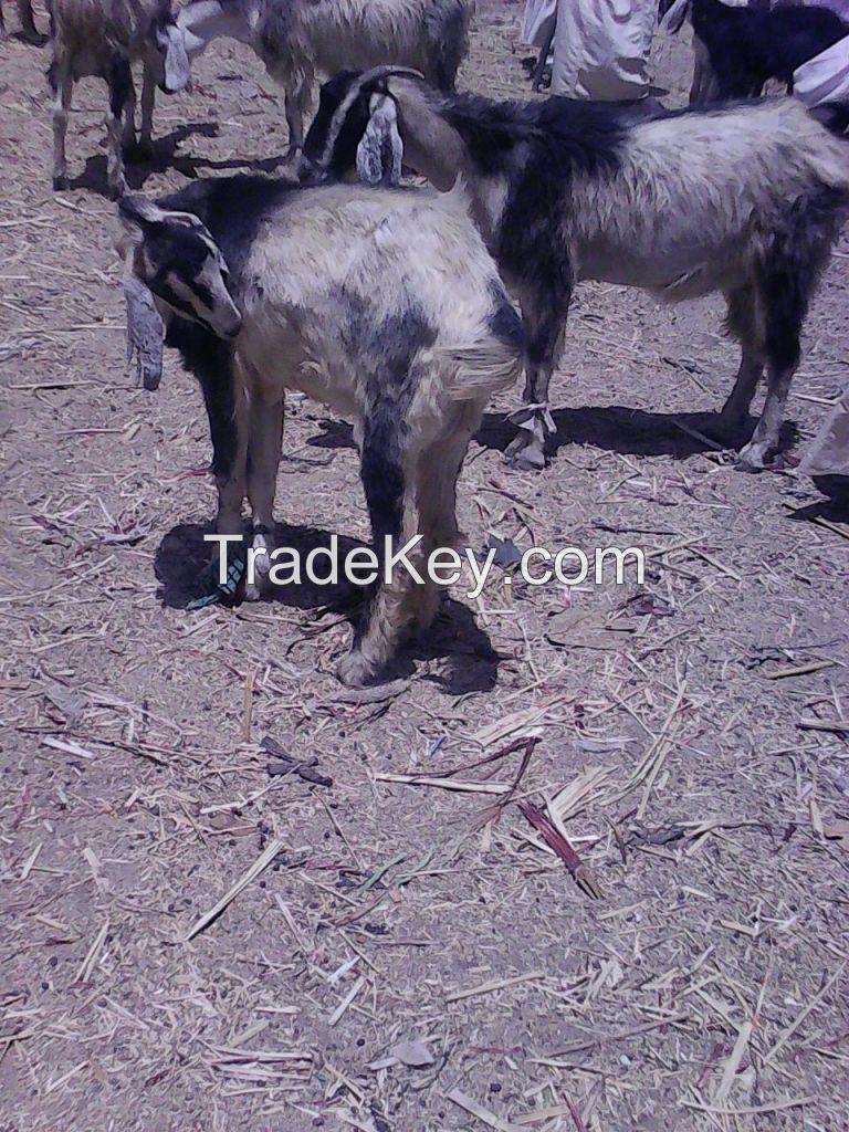 sheep and goat for sale