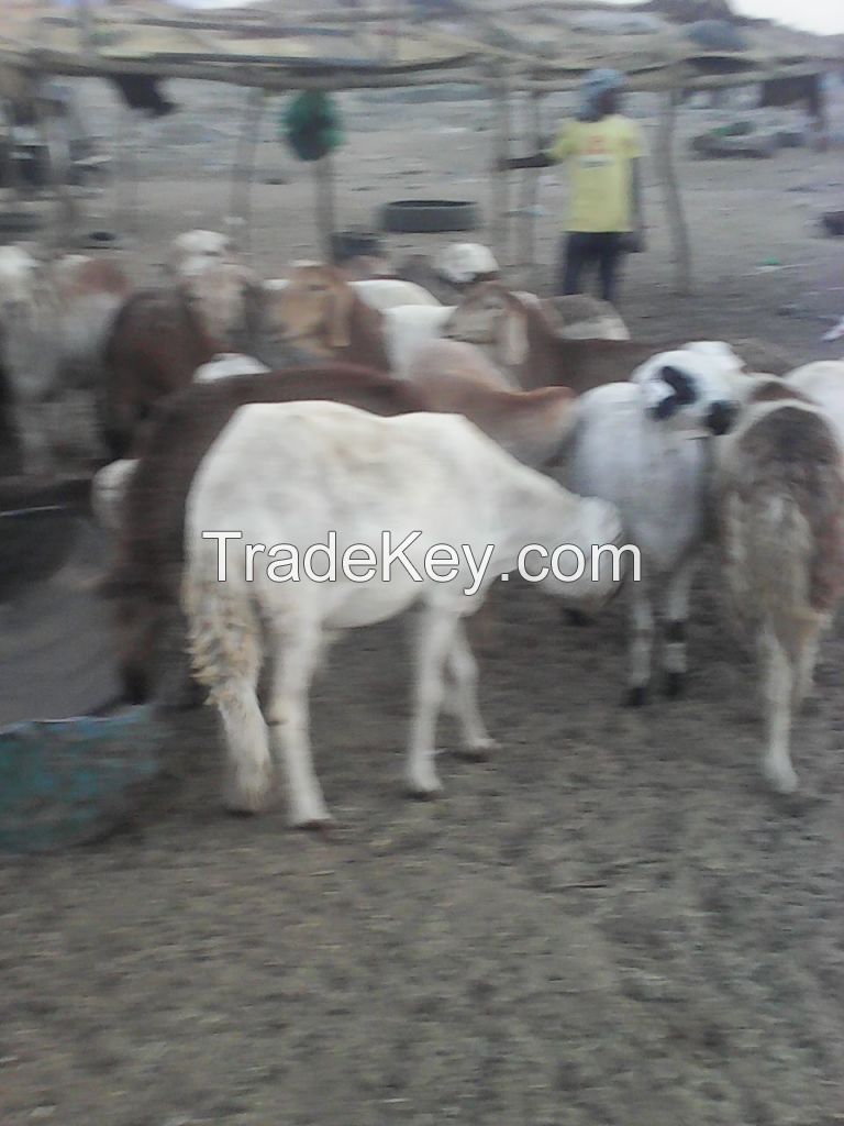 sheep and goat for sale