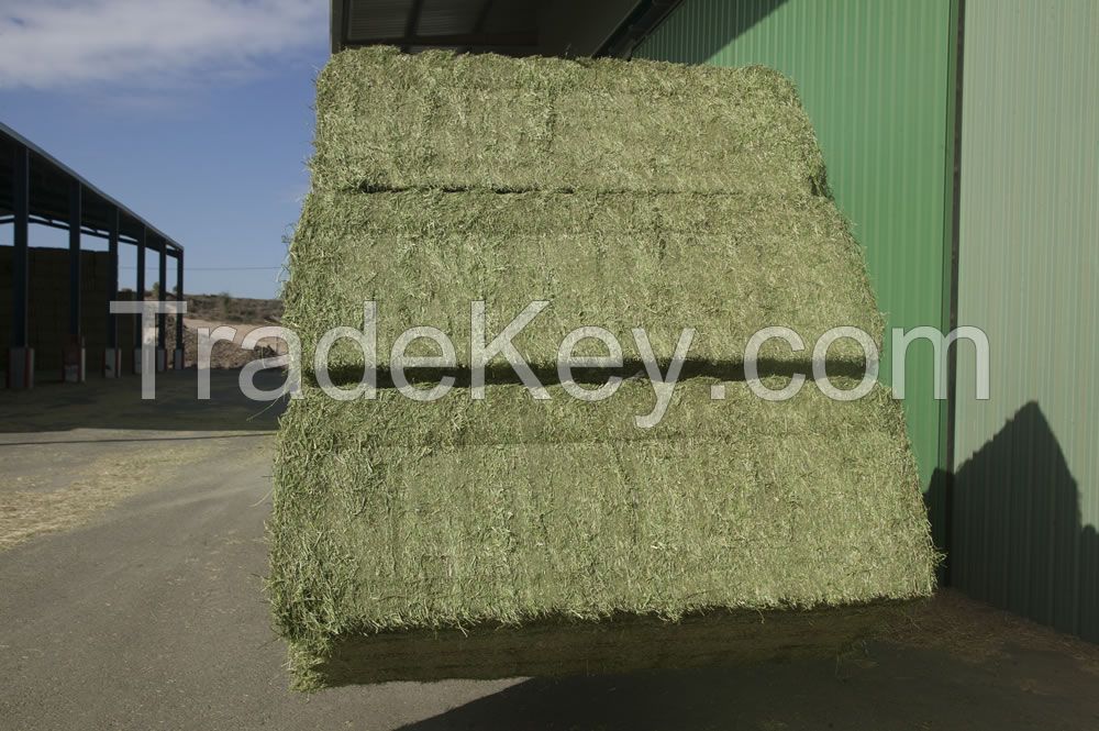 alfalfa hay