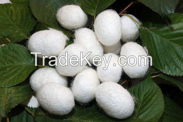 Silk Cocoon