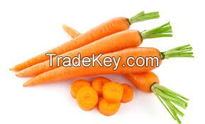 Fresh Carrots