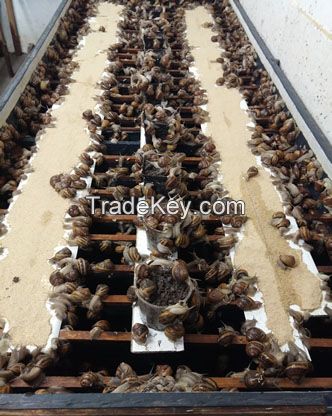 Organic live snails for sale (Helix aspersa maxima)