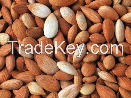 Apricot Kernels